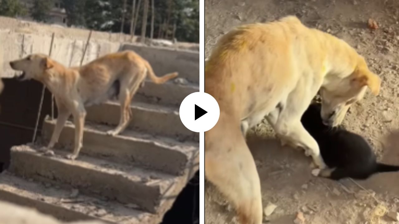 खड्यात पडलेल्या पिल्लाला वाचवण्यासाठी आईने केला आक्रोश, माणसांकडे मागितली मदत अन् मग जे घडलं… हृदयस्पर्शी Video Viral