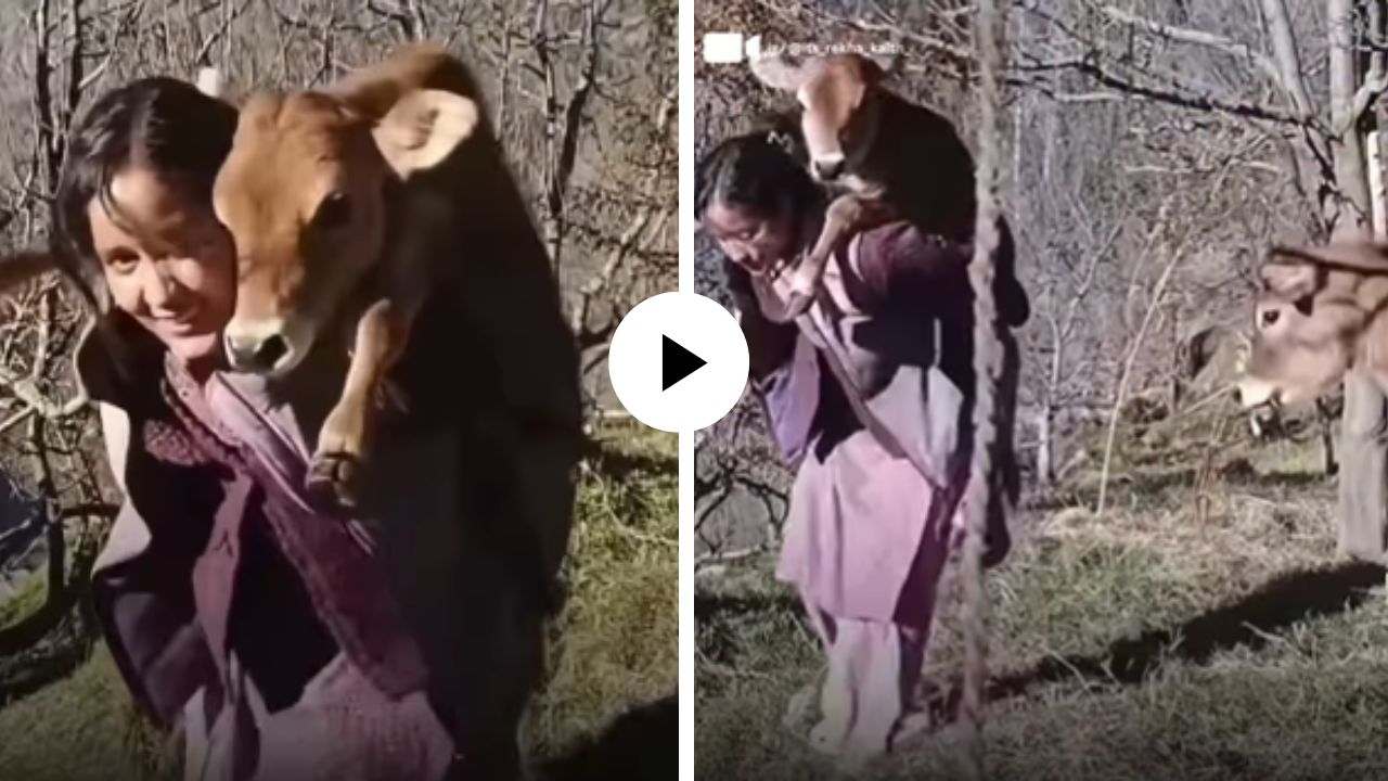 हिमाचली मुलीने जिंकले सर्वांचे हृदय, गाईला सुखरूप घरी आणण्यासाठी नवजात वासराला पाठीवर बसवलं अन्… क्युट Video Viral