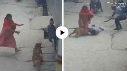 पिटबुलचा 6 वर्षांच्या चिमुकल्यावर भयानक हल्ला, फरफटत रस्त्यावर ओढलं अन्…थरारक Video Viral