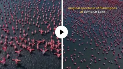 हिवाळ्यात राजस्थानचा निळा तलाव झाला गुलाबी, हजारो फ्लेमिंगोंच्या संगमाचे साक्षीदार व्हा; भारावून टाकणारे दृश्य अन् Video Viral