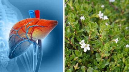 कडुलिंब-तुळशीही यापुढे फेल… या हिरव्या पाल्यात दडलेत औषधी गुणधर्म, यकृतात अडकलेली सर्व घाण-विषारी पदार्थ काढेल बाहेर