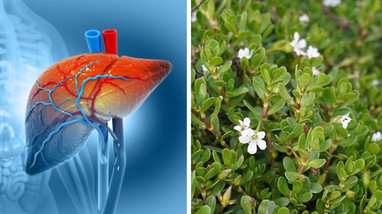 कडुलिंब-तुळशीही यापुढे फेल… या हिरव्या पाल्यात दडलेत औषधी गुणधर्म, यकृतात अडकलेली सर्व घाण-विषारी पदार्थ काढेल बाहेर