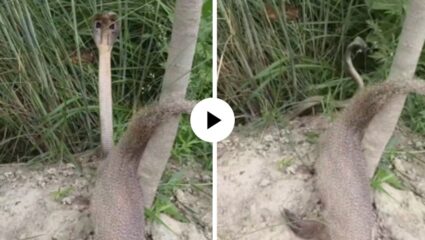 पहिल्यांदाच झालं असावं! मुंगूसाला मारताच विजयाचा आनंद साजरा करू लागला किंग कोब्रा, असा नाचला की सर्व पाहतच राहिले; Video Viral