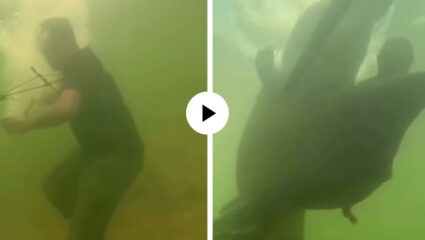 मासे पकडायला जाताच मागून मगरीने साधला निशाणा, पाण्यातच व्यक्तीसोबत असं काही घडलं… थरारक Video Viral