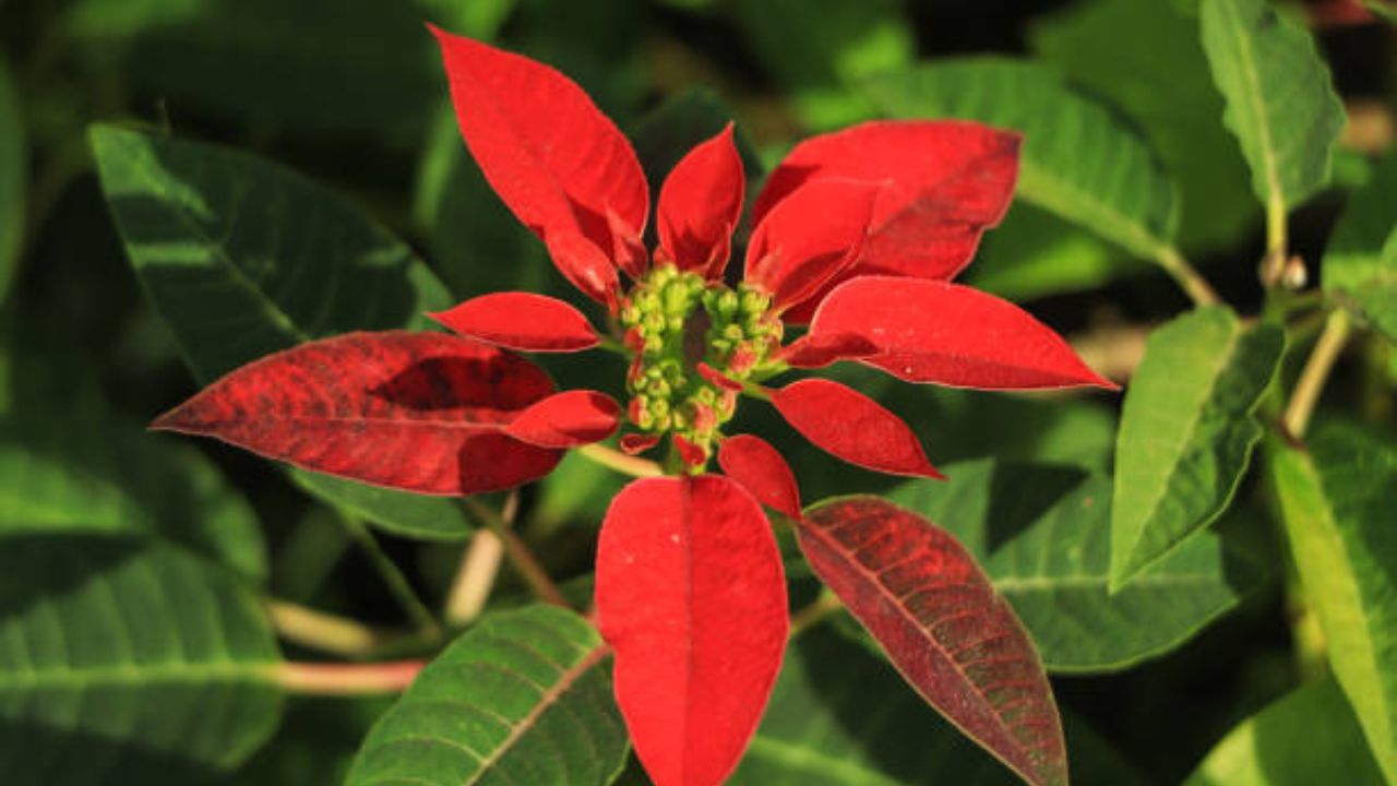 अनेकजण याच्या लाल भागाला फूल समजतात परंतु याच्या मध्यभागी असणारा पिवळसर भाग म्हणजे खरी फूले आहेत. हे फूल त्याच्या चमकदार लाल फूलांमुळे ओळखली जातात.