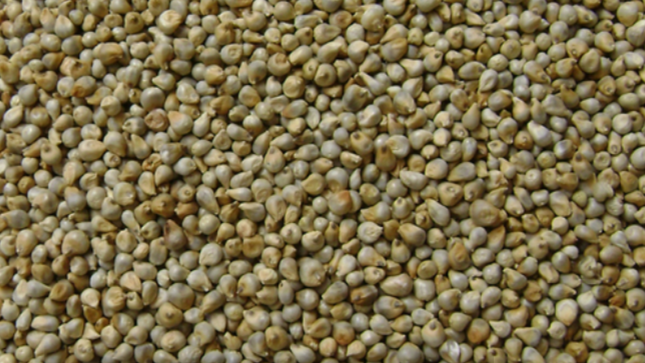 हिवाळ्यात बाजरी-ज्वारीला सोन्याचे दिवस; आरोग्य-जाणिवेमुळे मागणीत वाढ, शेतकऱ्यांसमोर दराचे आव्हान