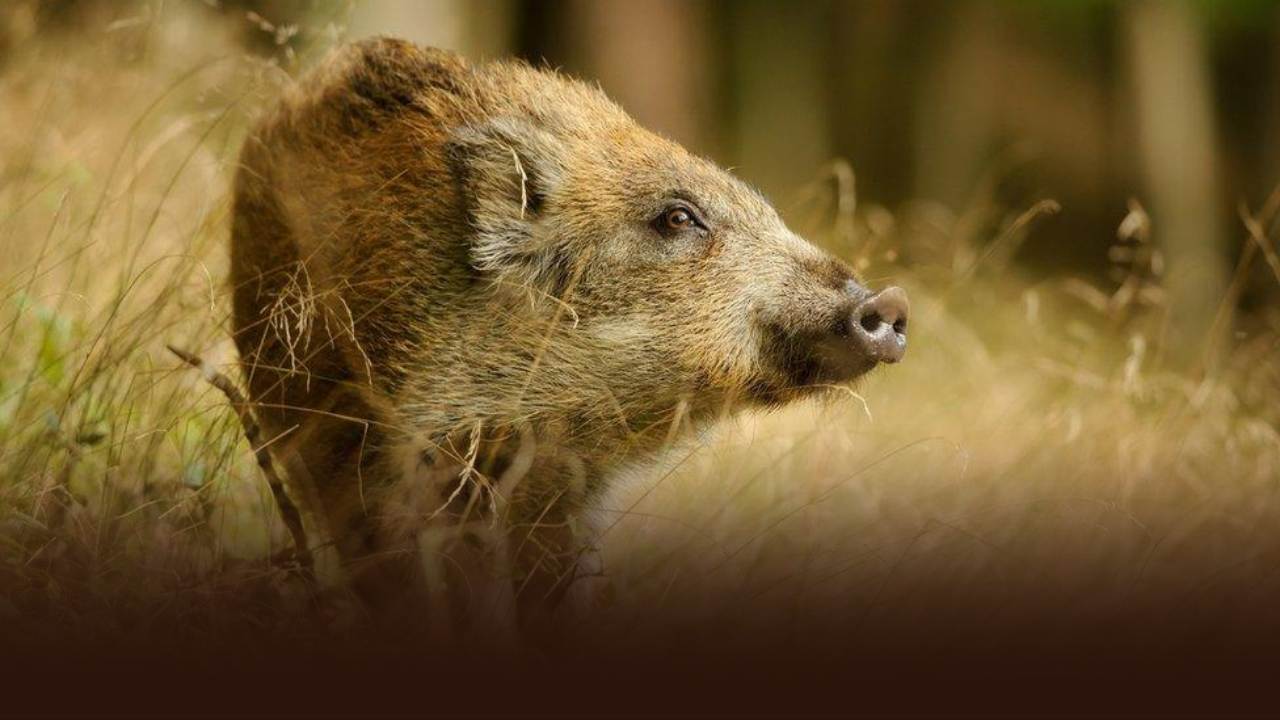 पातूर तालुक्यात वन्यजीव पीक नुकसानभरपाईचा खोळंबा; ८९६ अर्ज मंजूर, मात्र केवळ २५१ शेतकऱ्यांनाच अनुदान