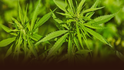 मलकापूर पांग्रा शिवारात एलसीबीची धडक कारवाई; १२.५२ लाखांचा गांजा जप्त