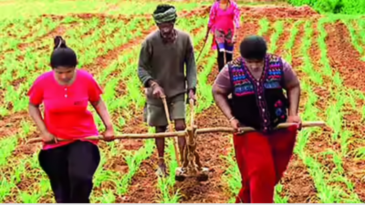 Buldhana News: निर्धारित क्षेत्रापैकी ८२ टक्के रब्बी पेरणी पूर्ण; हरभरा, गहू पिकांना शेतकऱ्यांची पसंती