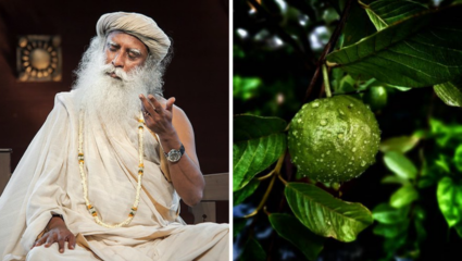 Guava Leaf Water: बद्धकोष्ठता असो वा डायरिया, शुगरही राहील नियंत्रणात; Sadhguru ने दिला पोटाच्या समस्यांचा रामबाण उपाय