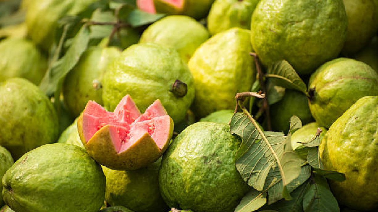 आयुर्वेदात पेरूला समजले जाते अमृतफळ; काय आहे कारण? फायदे वाचून व्हाल थक्क…