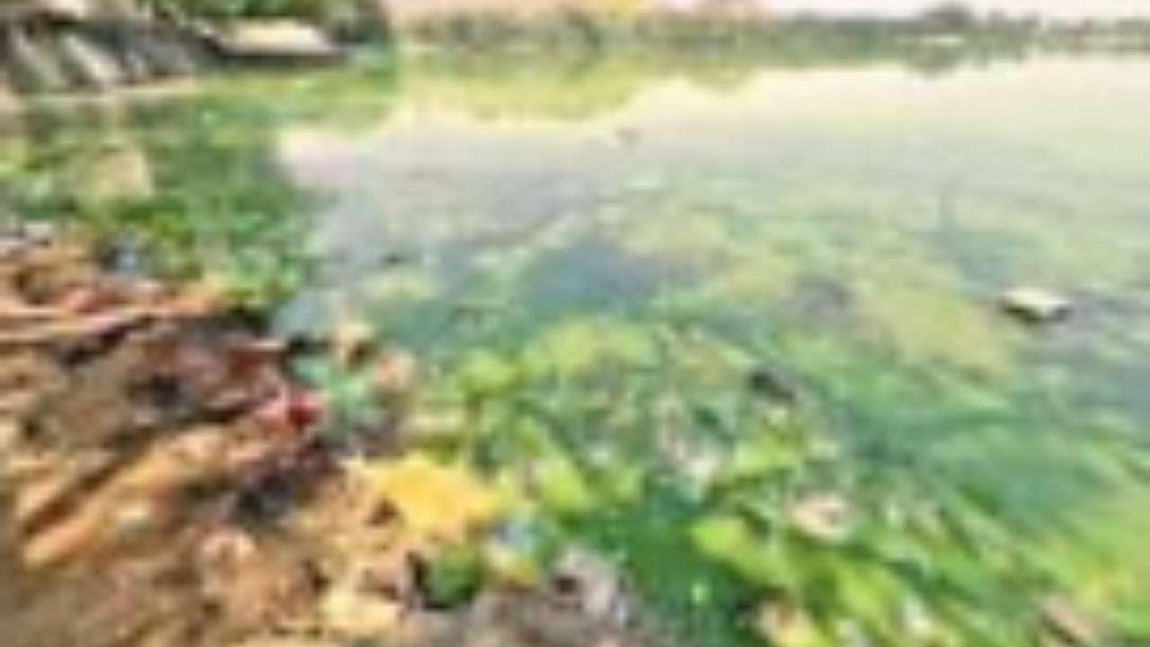 भिवंडीत संवर्धनाचा अभाव; कोट्यवधी रुपयांचा खर्च, मात्र देखरेख नाही; नागरिकांमध्ये संताप