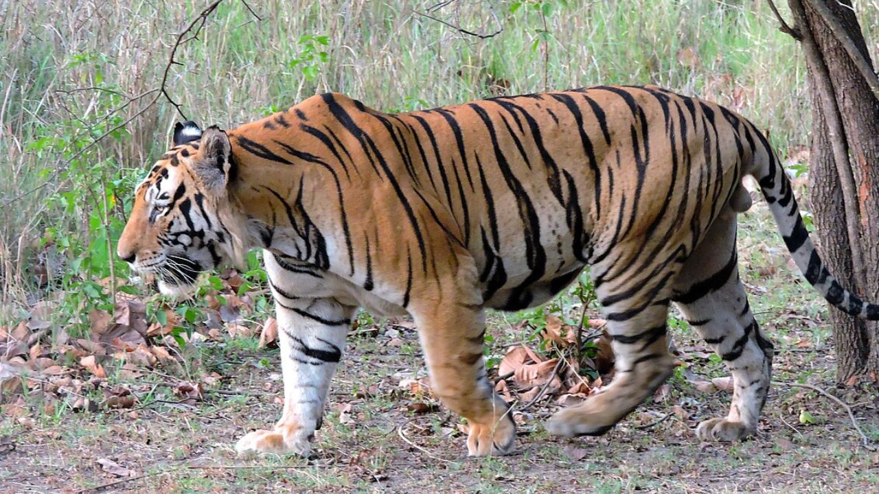 Kolhapur News : अवघ्या 45 मिनिटांत दीड किलोमीटर पोहत गेली अन्…. तारा वाघिणीने दिला मगरीला चकवा