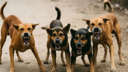 Thane News : भटक्या कुत्र्यांची दहशत वाढली; 5 वर्षीय चिमुकलीचा उपचारादरम्यान दुर्देवी मृत्यू