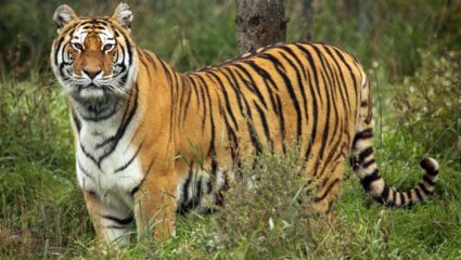 Chandrapur News: मानव-वन्यजीव संघर्ष शिगेला! गुंजेवाहीत महिला तर कन्हाळगावात गुराखी ठार