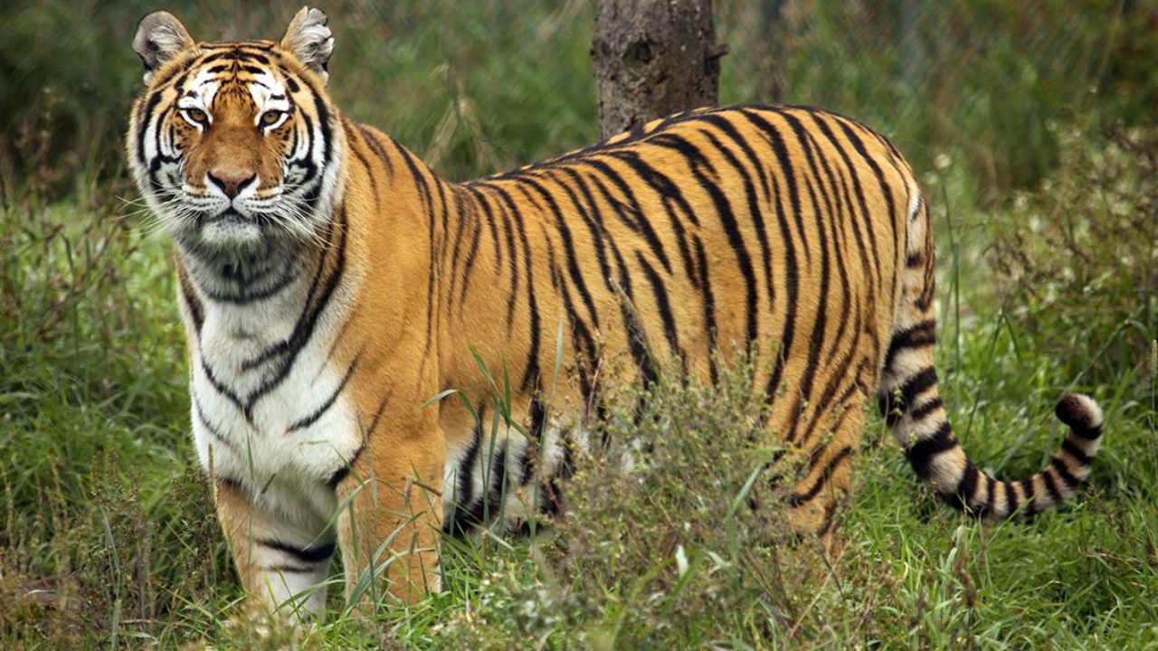 Chandrapur News: मानव-वन्यजीव संघर्ष शिगेला! गुंजेवाहीत महिला तर कन्हाळगावात गुराखी ठार