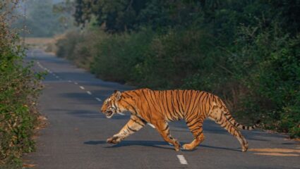 Chandrapur News: बल्लारपूर तालुक्यात वाघाची दहशत कायम, तात्काळ बंदोबस्त करण्याची ग्रामस्थांची मागणी