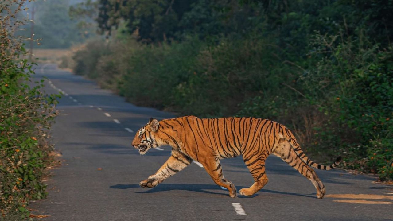 Chandrapur News: बल्लारपूर तालुक्यात वाघाची दहशत कायम, तात्काळ बंदोबस्त करण्याची ग्रामस्थांची मागणी
