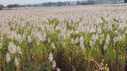 उसाला फुटले तुरे, शेतकरी चिंतेत; कारखान्यांनी वेळेत ऊसतोड करण्याची मागणी