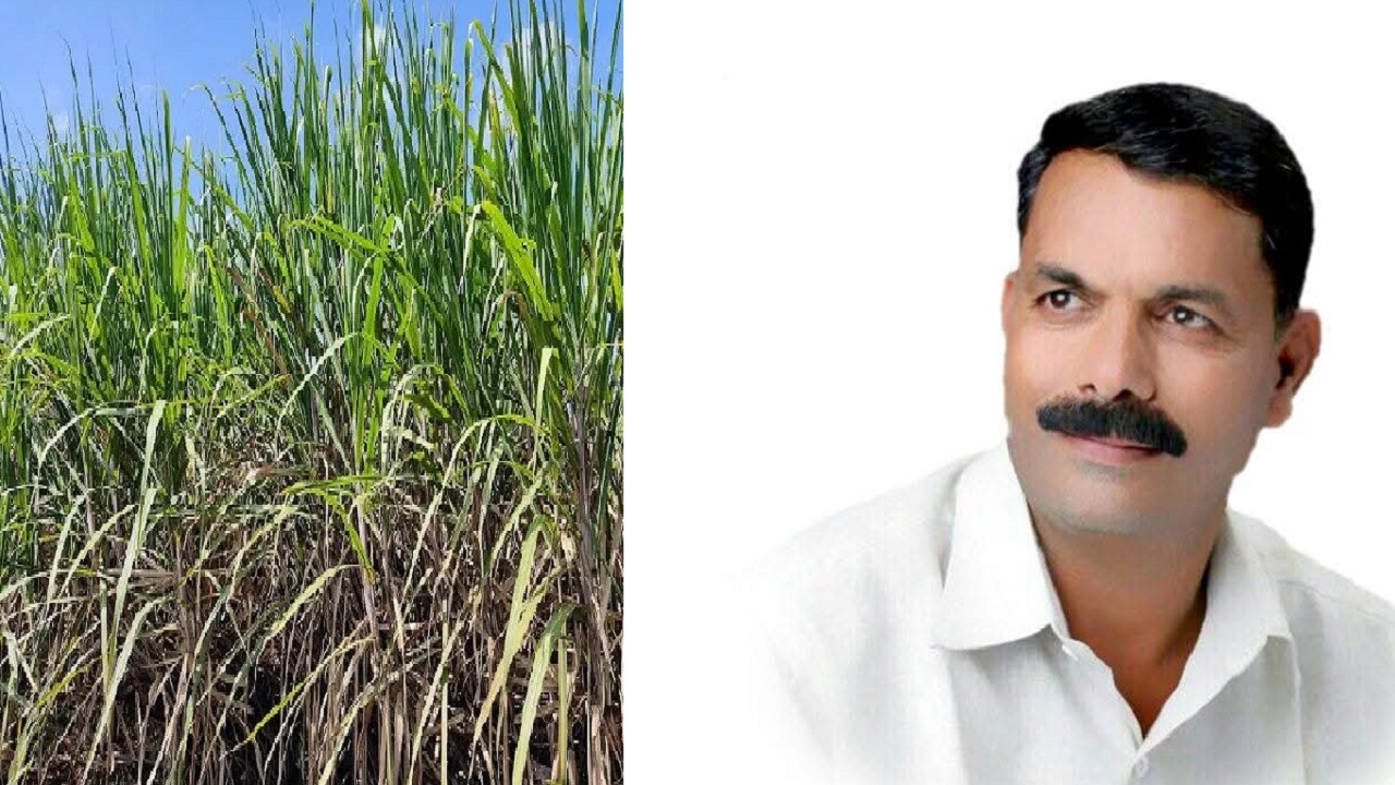 ऊस बिलातून कर्जवसुली थांबवा, अन्यथा…; बळीराजा शेतकरी संघटनेचा इशारा