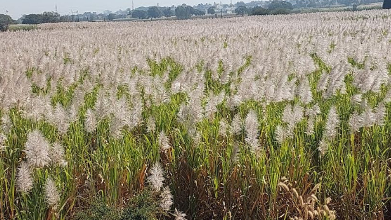 उसाला फुटले तुरे, शेतकरी चिंतेत; कारखान्यांनी वेळेत ऊसतोड करण्याची मागणी
