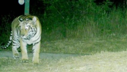 Karad News : कर्मचाऱ्यांकडून नियमित निरीक्षण; कुंपण ओलांडून ‘तारा’चा चांदोली जंगलात मुक्तसंचार