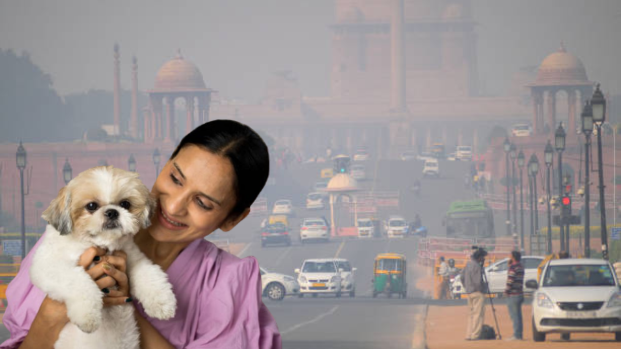 वाढता AQI, वाढता धोका: भारतातील प्रदूषित हवेचा पाळीव कुत्र्यांच्या आरोग्यावर होतोय दुष्परिणाम