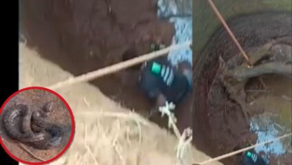 ३० फूट खोल विहिरीत अडकलेल्या अजगराच्या पिल्लाचे रेस्क्यू, पाहा वर्ल्ड फॉर नेचरच्या बचाव पथकाने कसं दिलं जीवनदान