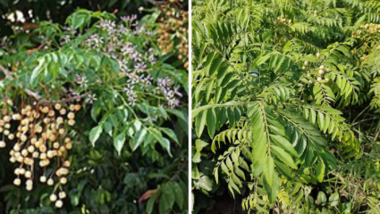 शरीरात सडलेली घाण त्वरीत बाहेर फेकेल ‘ही’ औषधी वनस्पती! आयुर्वेदातील अमृत, आजार राहतील चार हात लांब