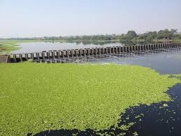 Bhima River Pollution: भीमा नदी संकटात! राजगुरुनगर परिसरात प्रदूषणाचा वाढला कहर