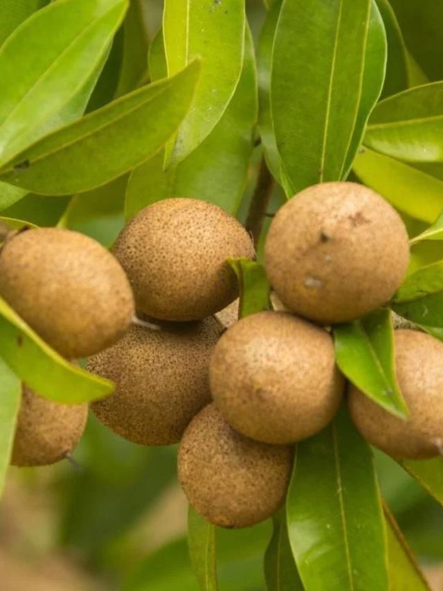 चिकू खाण्याचे काय आहेत फायदे आणि शरीरावर होणारा परिणाम जाणून घ्या