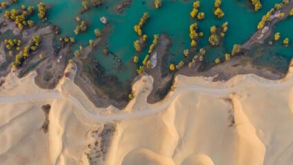 Great Green Wall 2.0 : चीनचा वाळवंटाला निरोप! आता झाडं नाही, ‘हे’ छोटे जीव वाळवंटात निर्माण करणार नंदनवन, वाचा कसे ते?