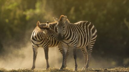 International Zebra Day 2026: निसर्गाचा ‘कलर कोड’! 31 जानेवारीलाच का साजरा होतो झेब्रा दिन? जाणून घ्या ‘ही’ 5 थक्क करणारी तथ्ये