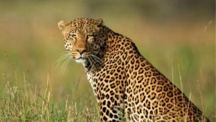 Leopard News: धुमाकूळ घालणाऱ्या बिबट्याला पकडले खरे पण…; देवरुखमध्ये घडले काय?