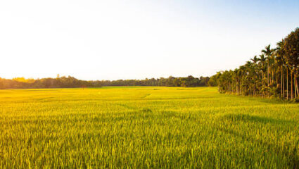 Ratnagiri News: मनुष्यबळाची कमतरता; मात्र भातशेतीची ओढ कायम