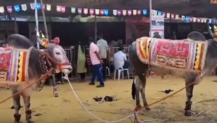 “… हा गैरसमज दूर होतोय”; Chiplun मधील कृषीप्रदर्शनाला मिळतोय उदंड प्रतिसाद