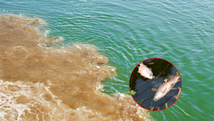 विठ्ठलाचा ‘श्वास’ प्रदूषणाच्या विळख्यात; लाखो भाविकांच्या आरोग्याचा प्रश्न ऐरणीवर, ‘नमामि चंद्रभागा’…