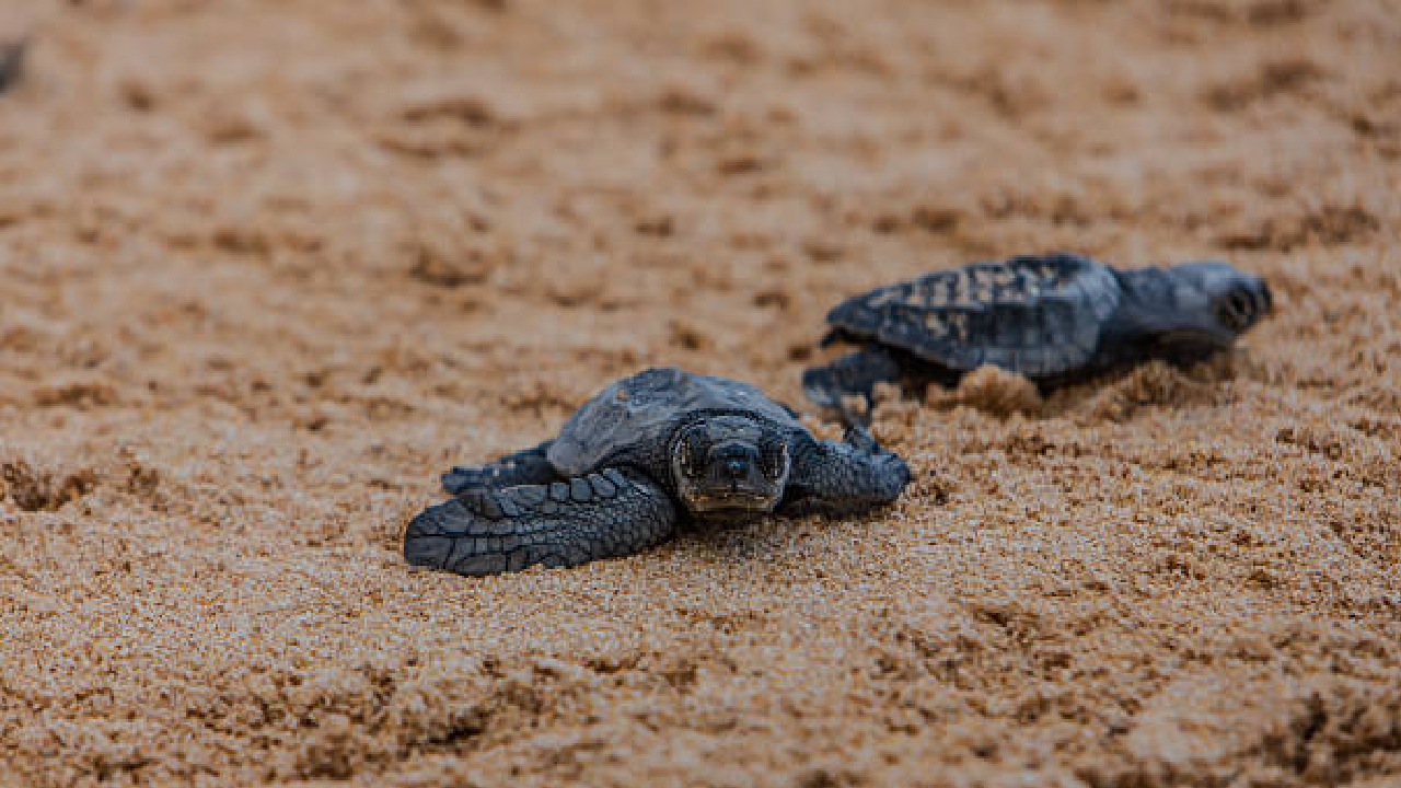 Turlte News: कासव संवर्धनामध्ये राज्यात गुहागर अग्रेसर; १,४१८ अंड्यांचे संरक्षण