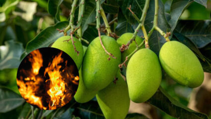 कोकणात बागायतदारांचे वणव्याने मोठे नुकसान; ४० कलमे होरपळली, लाखांचे नुकसान