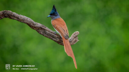 Navarashtra Speical: कर्नाळ्याच्या वनराईत ‘स्वर्गीय नर्तकाचे’ राजेशाही आगमन; पक्षीवैभवात लक्षणीय वाढ