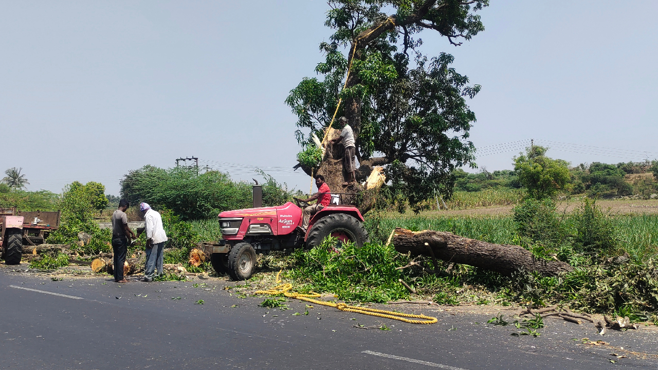“वृक्षवल्ली आम्हा सोयरी?” ‘या’ पालखी मार्गावर वृक्षलागवड नाहीच? ठेकेदाराचे पर्यावरणाकडे दुर्लक्ष