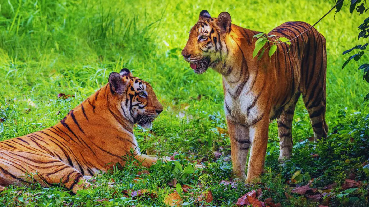 यहा के राजा हम है! सह्याद्रीमध्ये ‘सेनापती’ आणि ‘चंदा’चा एकत्र वावर; चांदोली वन्यजीव….