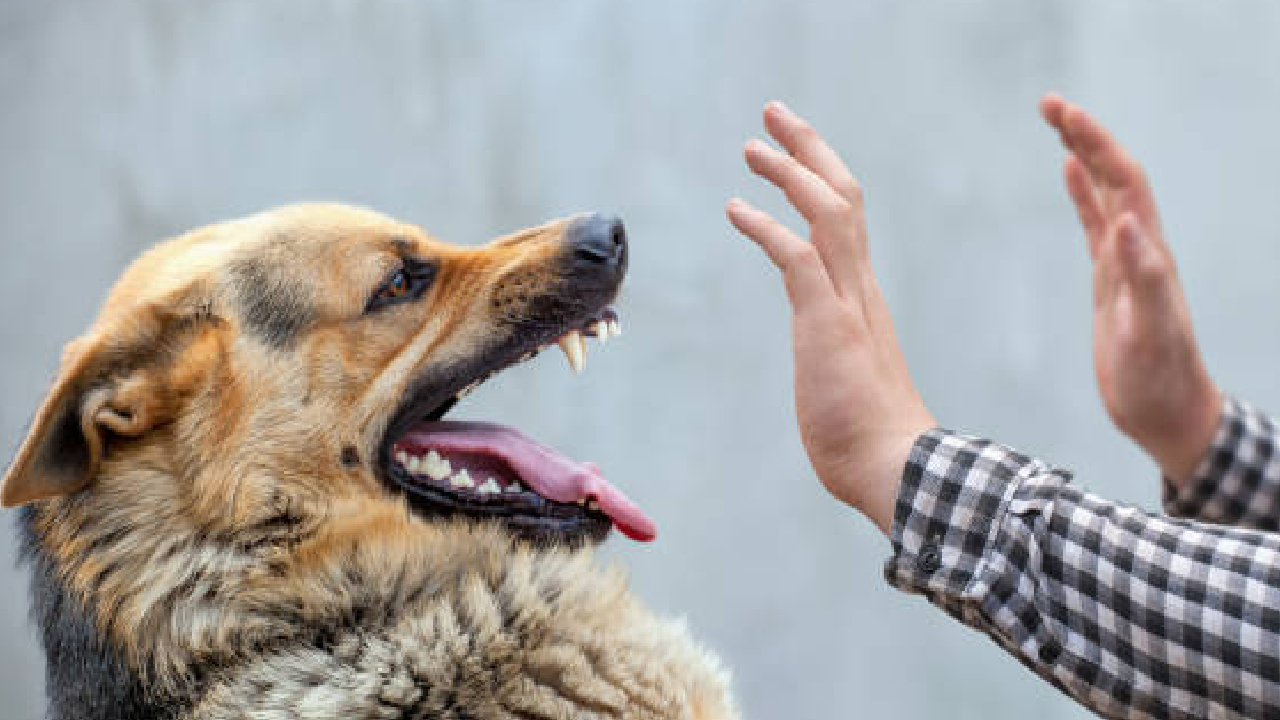 Dapoli News: पिसाळलेल्या श्वानाचा धुमाकूळ; एकाचाच तब्बल ६ जणांना चावा