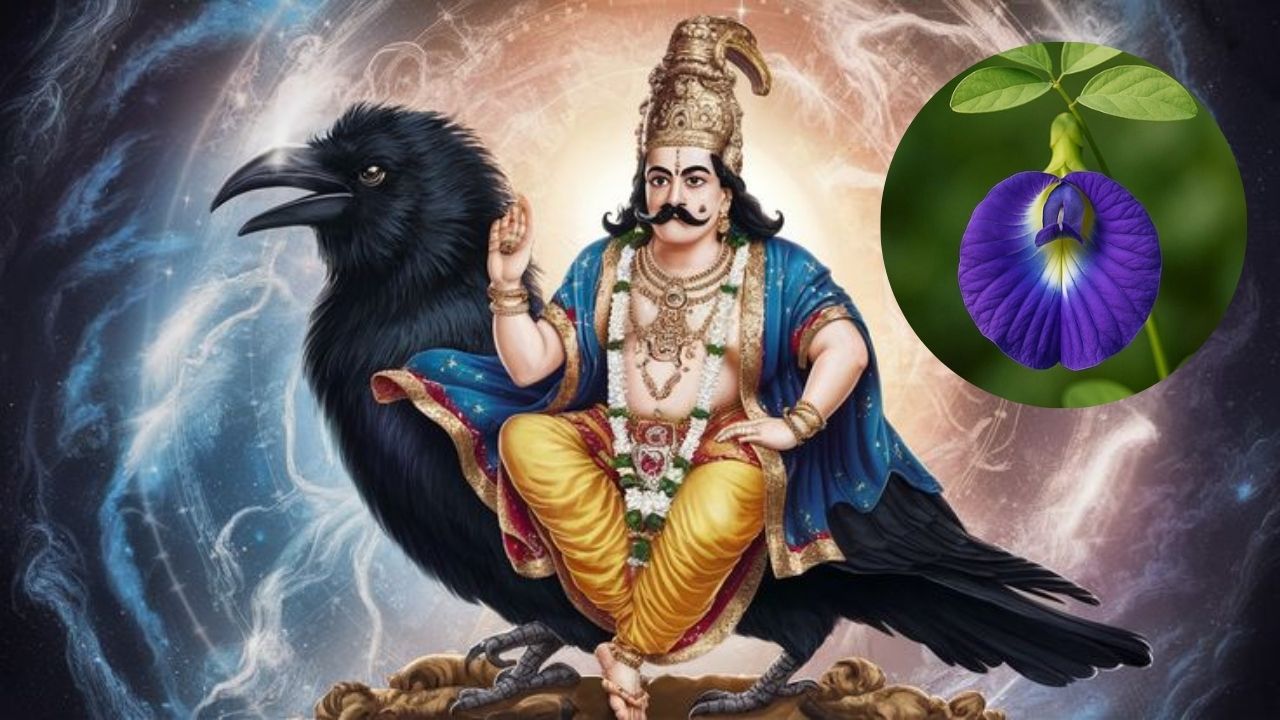 Astro Tips: शनिच्या साडेसातीपासून बचावासाठी या फुलांचा करा उपयोग, जाणून घ्या उपाय