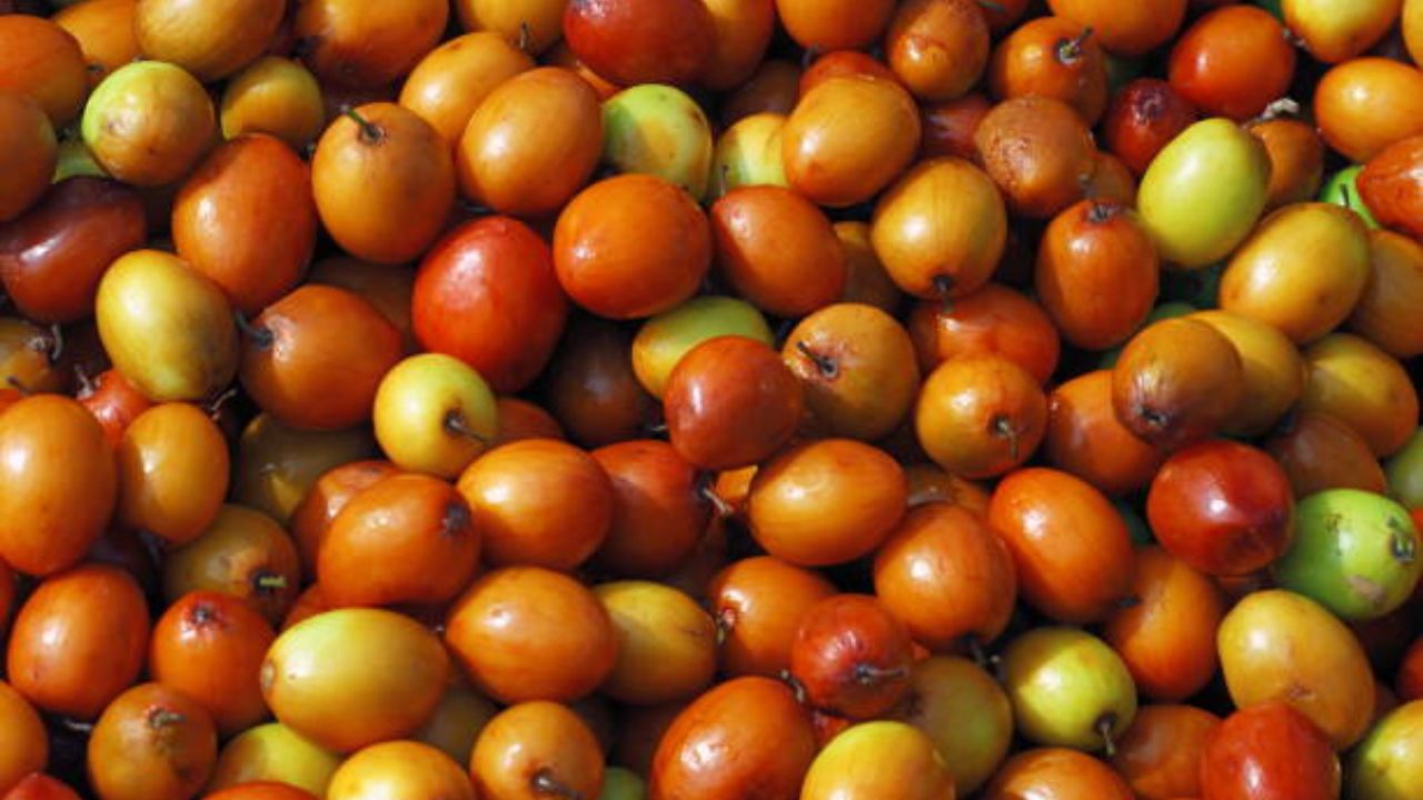 बोरांमध्ये विटामिन सी आणि अँटी-ऑक्सिडंट्स मुबलक प्रमाणात आढळून येतात, ज्यामुळे शरीराची कमकुवत झालेली रोगप्रतिकारशक्ती सुधारते. बदलत्या वातावरणात शरीराची काळजी घेण्यासाठी बोरांचे सेवन करावे. 