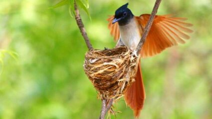 कर्नाळ्याच्या वनराईत ‘स्वर्गीय नर्तकाचे’ आगमन! लांबसडक शेपटीसह निळसर तुऱ्याने सजलेला पक्षी