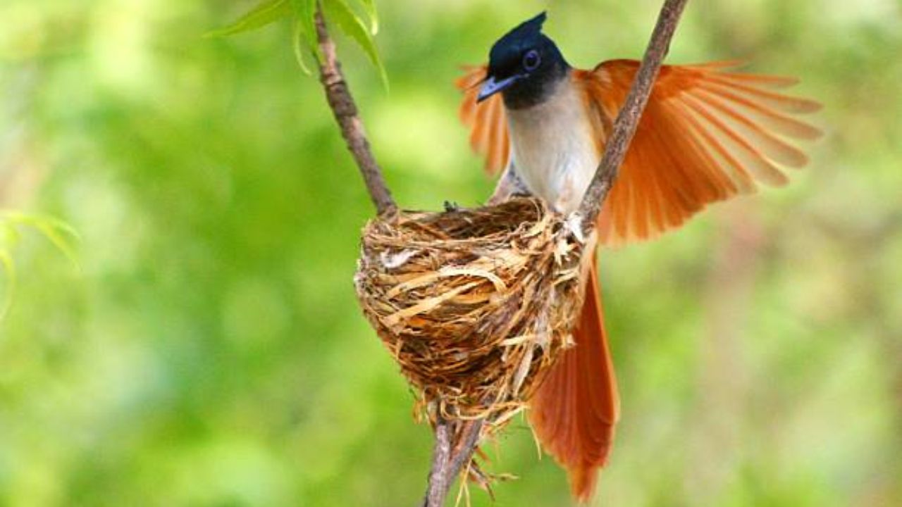 कर्नाळ्याच्या वनराईत ‘स्वर्गीय नर्तकाचे’ आगमन! लांबसडक शेपटीसह निळसर तुऱ्याने सजलेला पक्षी