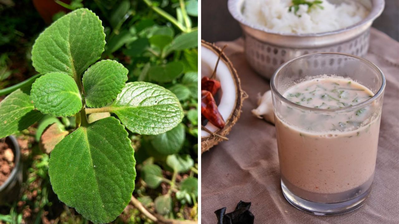 बिघडलेली पचनक्रिया सुधारण्यासाठी  गोवन पद्धतीमध्ये बनवा हिरव्यागार ओव्याच्या पानांची कढी, नोट करून घ्या पदार्थ