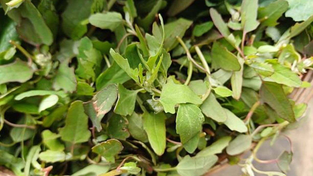 हिवाळ्यात बथुआ हा हिरव्या पालेभाज्यांचा राजा आहे. हिरव्या पालेभाज्या शरीराला भरपूर पोषण देतात आणि आरोग्य सुधारण्यास मदत करतात.  