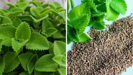 दररोज चावून खा आयुर्वेदिक ओव्याचे पान! आरोग्यासंबंधित गंभीर आजार राहतील दूर, पिढ्यानुपिढ्या केला जाणारा घरगुती उपाय